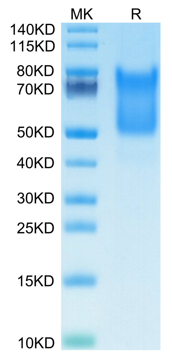 SDS-PAGE gel of Human Syndecan-1 Protein 3686