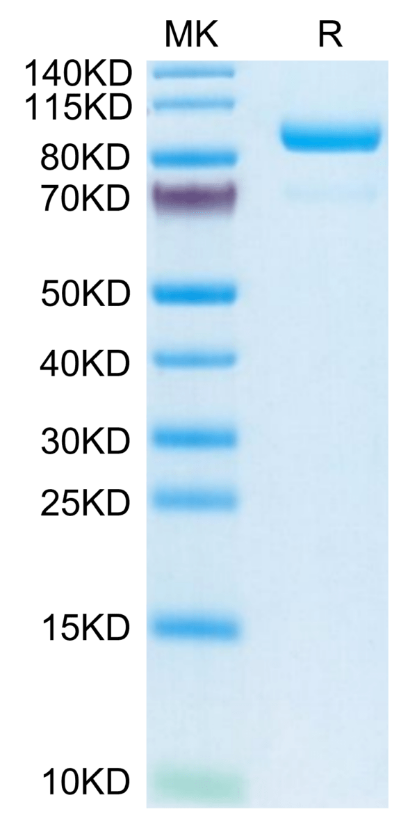 SDS-PAGE gel of Human Complement Component C2 Protein 3687