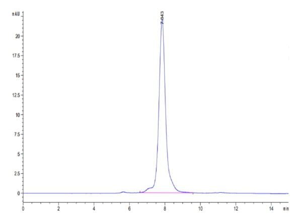 HPLC of Mouse MFAP5 Protein 3692