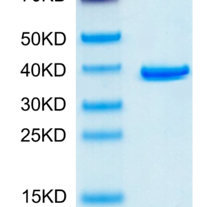 SDS-PAGE gel of Human ANXA2 Protein 3694