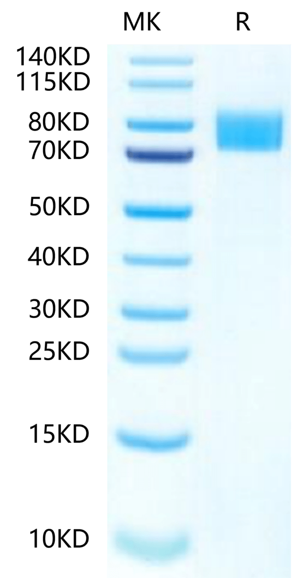 SDS-PAGE gel of Mouse Siglec-4a/MAG Protein 3696