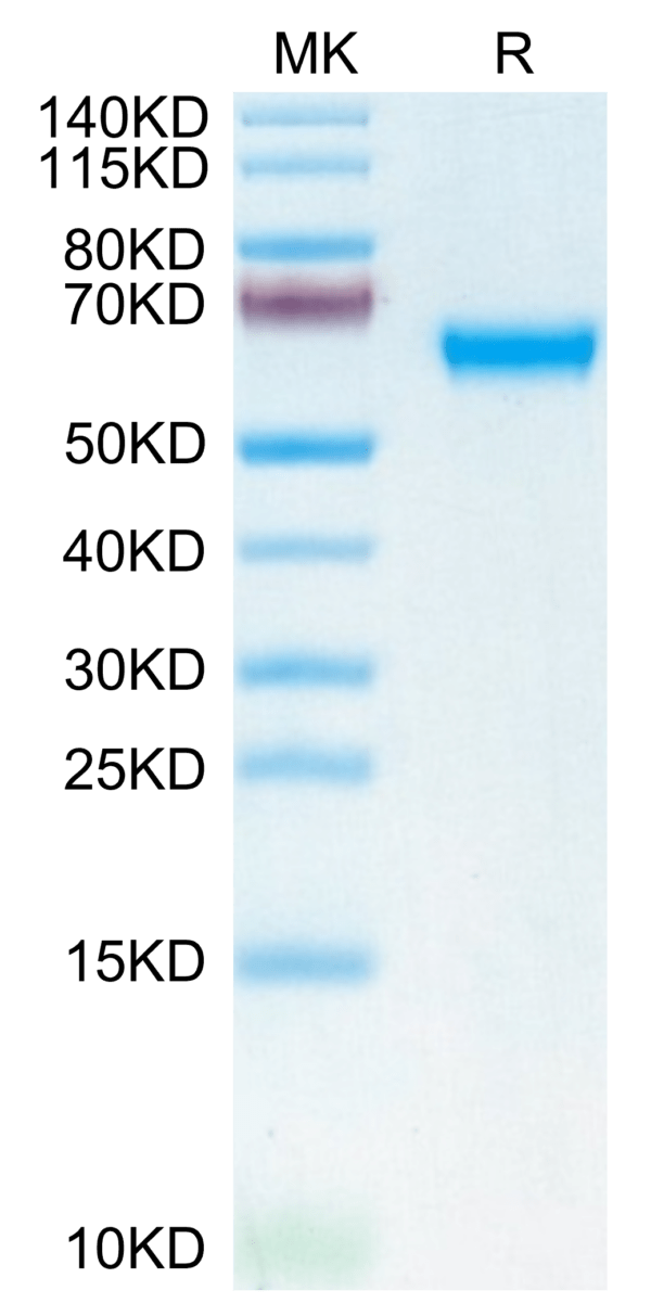 SDS-PAGE gel of Mouse MDL-1/CLEC5A Protein 3704