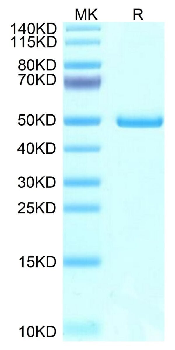 SDS-PAGE gel of Mouse NTS1 Protein 3708