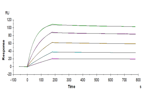 SPR with Mouse TRAIL R2/DR5/TNFRSF10B Protein 3714