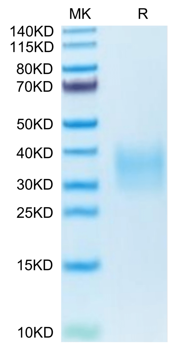 SDS-PAGE gel of Mouse TRAIL R2/DR5/TNFRSF10B Protein 3714