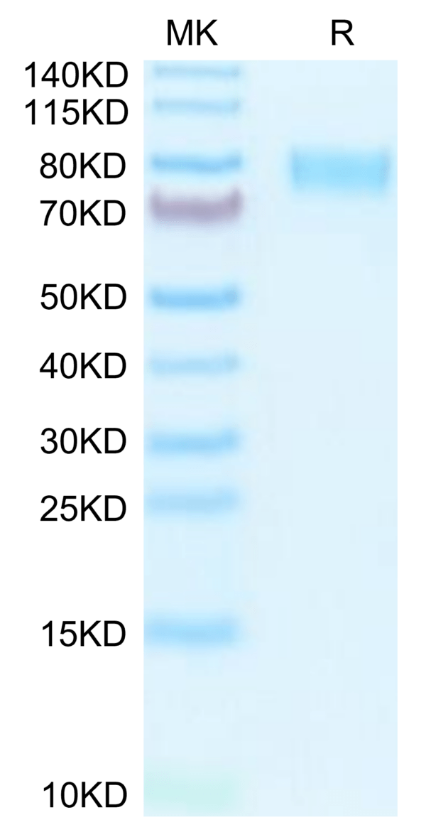 SDS-PAGE gel of Mouse M-CSF R/CSF1R/CD115 Protein 3715