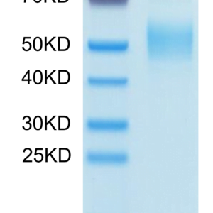 SDS-PAGE gel of Human PLA2G7 Protein 3716