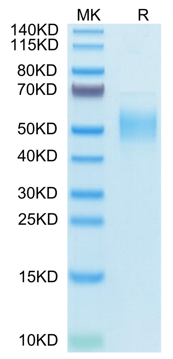 SDS-PAGE gel of Human PLA2G7 Protein 3716