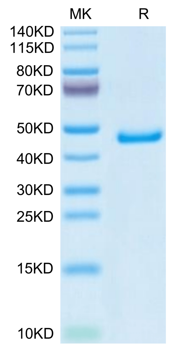 SDS-PAGE gel of Mouse GP1BB Protein 3720