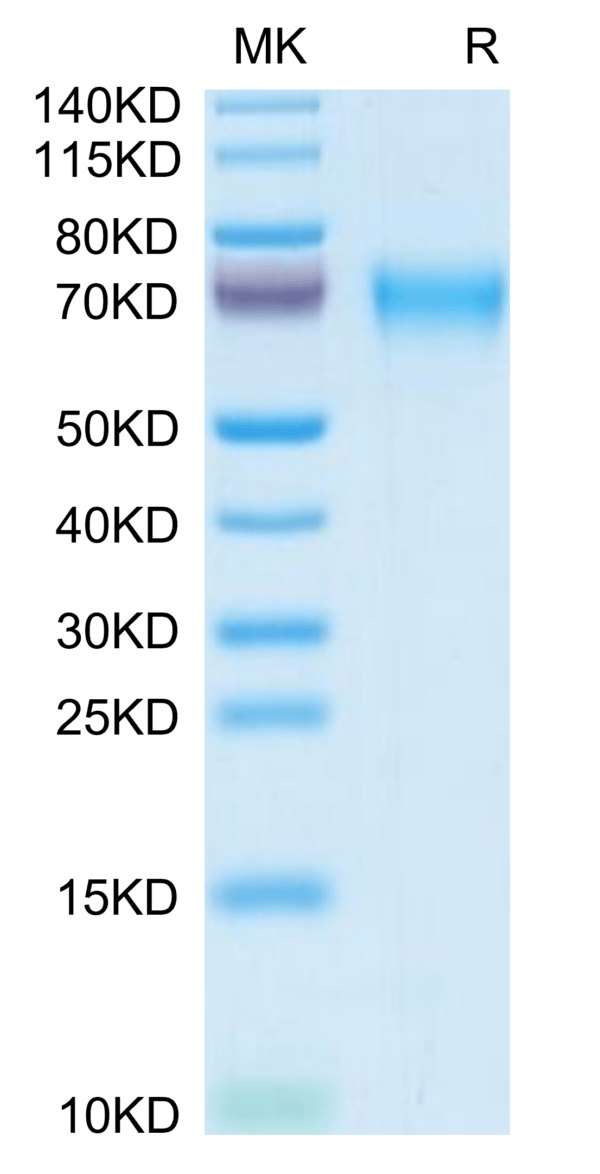 SDS-PAGE gel of Mouse LCAT Protein 3721