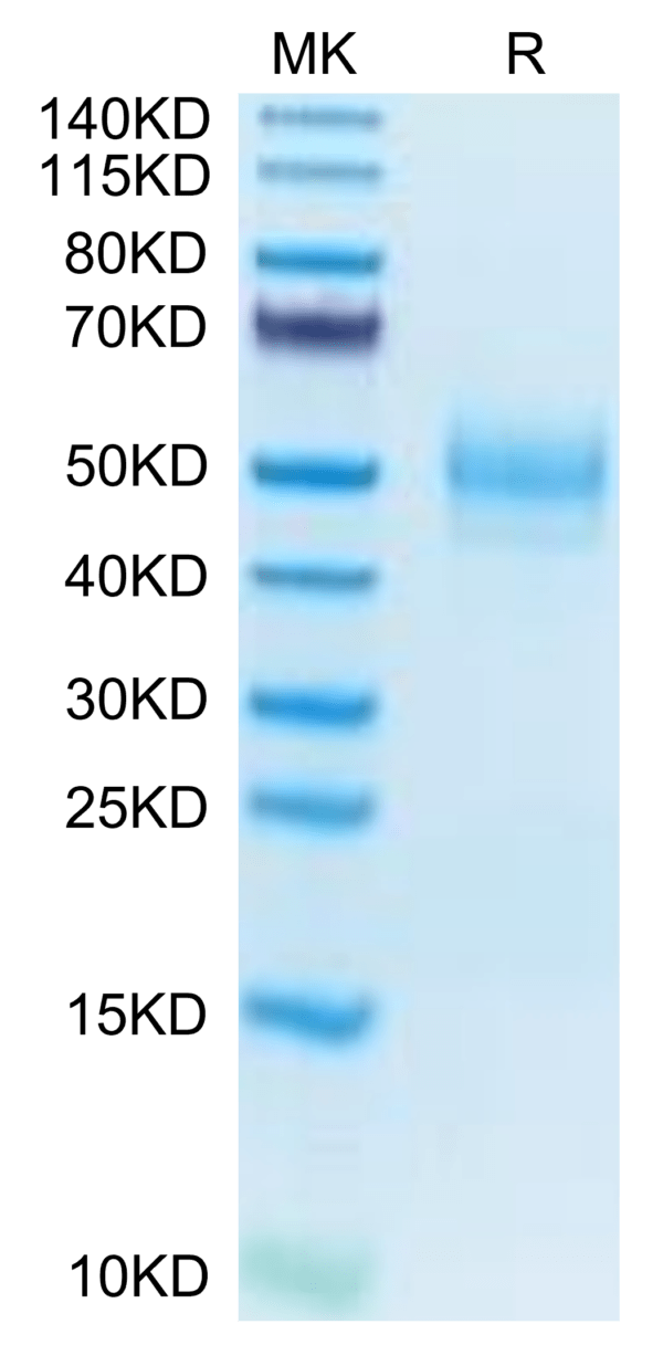 SDS-PAGE gel of Mouse MARCO Protein 3726