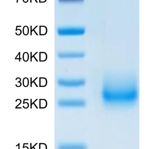 SDS-PAGE gel of Mouse CD7 Protein 3745