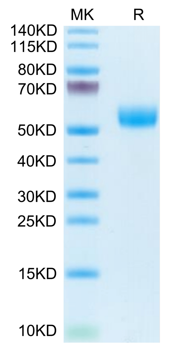 SDS-PAGE gel of Human APOH Protein 3753