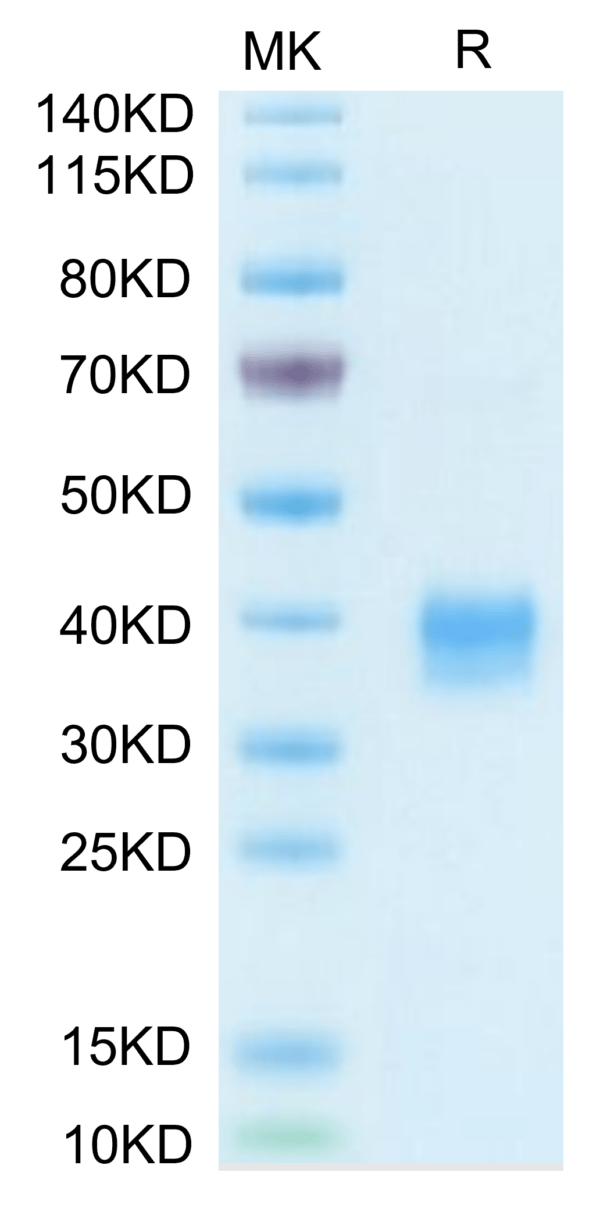 SDS-PAGE gel of Biotinylated Mouse Siglec-15/CD33L3 Protein (Primary Am 3756