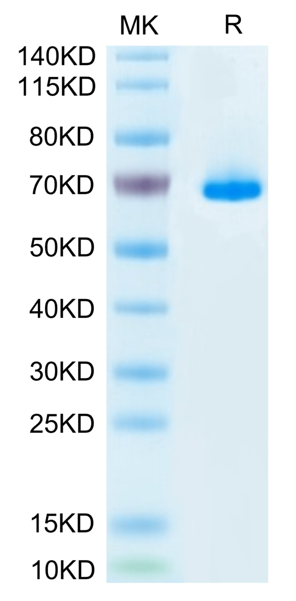 SDS-PAGE gel of Mouse SEMA3A Protein 3757