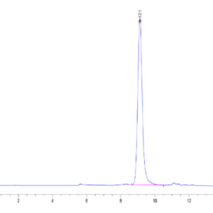 HPLC of Human Serpin F1/PEDF Protein 3774