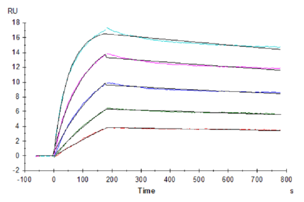 SPR with Human DcR1/TRAILR3 Protein 3775