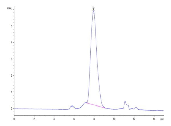 HPLC of Human DcR1/TRAILR3 Protein 3775