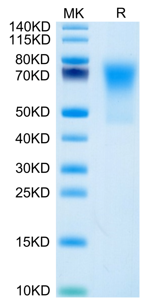 SDS-PAGE gel of Human DcR1/TRAILR3 Protein 3775
