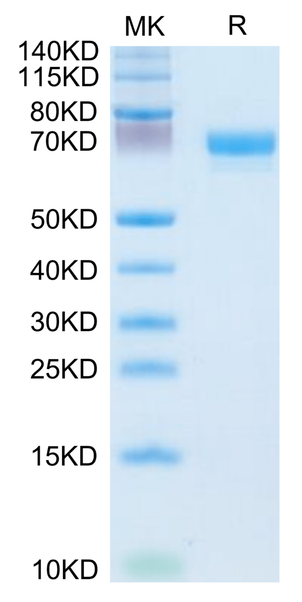 SDS-PAGE gel of Human EPHA4 Protein 3776