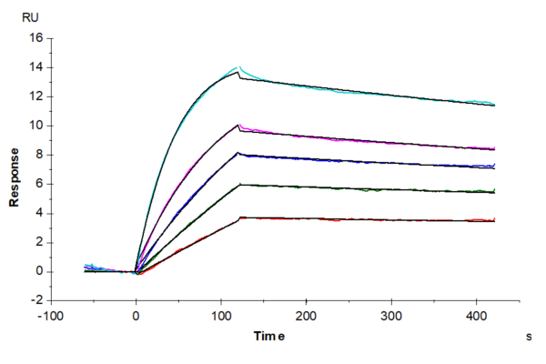 SPR with Human TNFRSF12A/TWEAKR Protein 3781