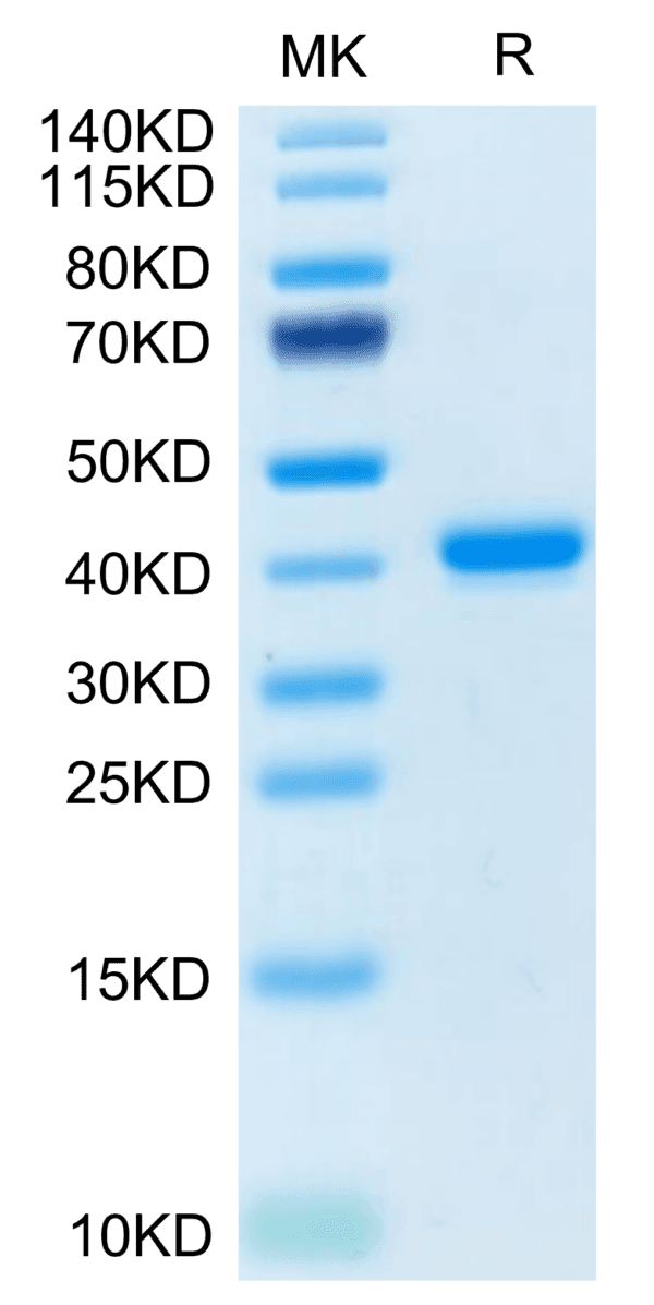 SDS-PAGE gel of Human TNFRSF12A/TWEAKR Protein 3781