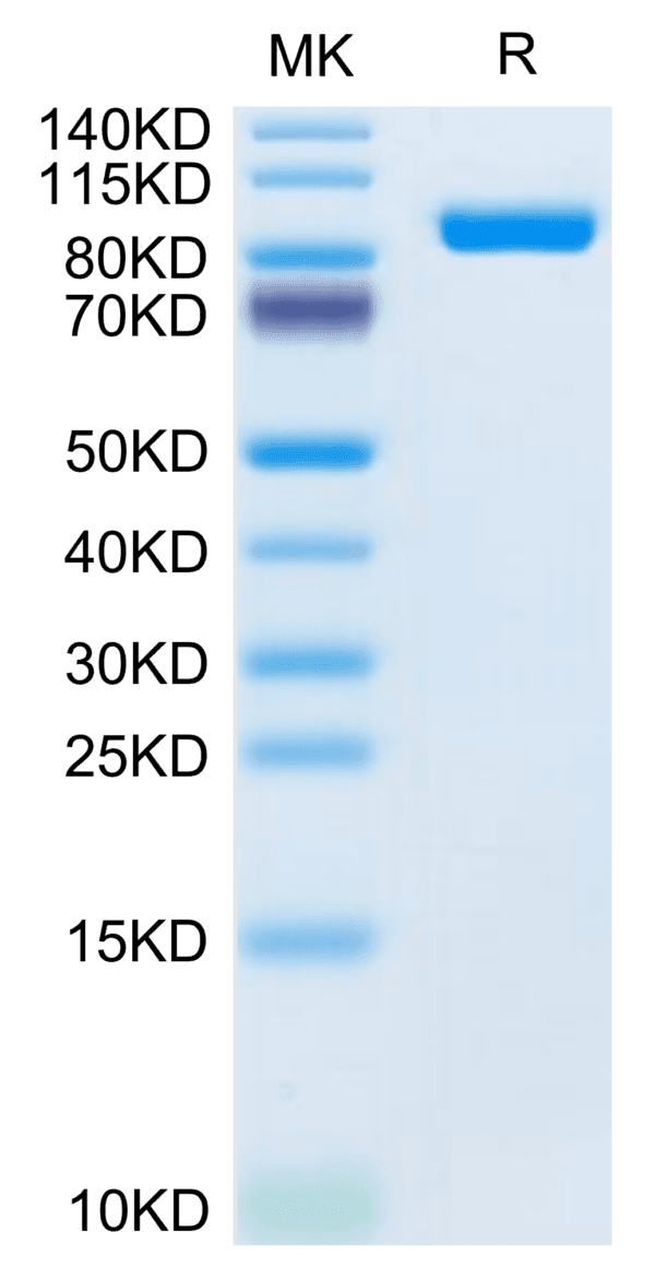 SDS-PAGE gel of Mouse LRIG1 Protein 3783