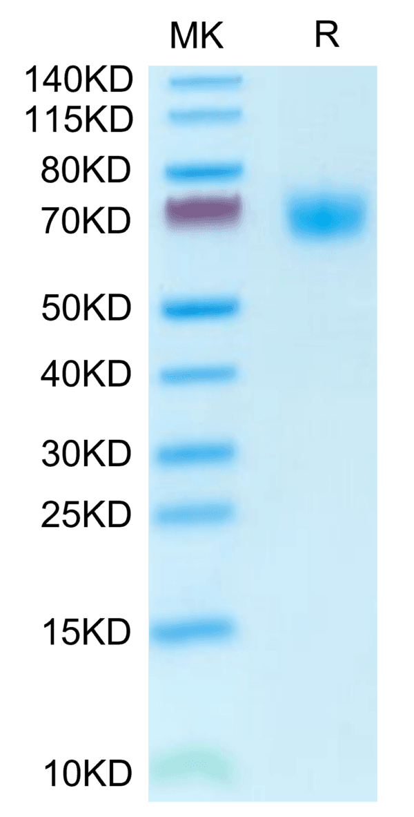 SDS-PAGE gel of Mouse PLD4 Protein 3788