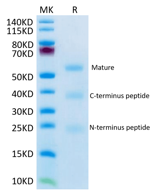 SDS-PAGE gel of Mouse RGM-C Protein 3791