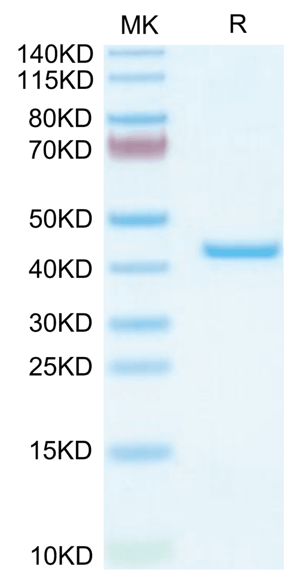 SDS-PAGE gel of Mouse YKL-40/CHI3L1 Protein 3792