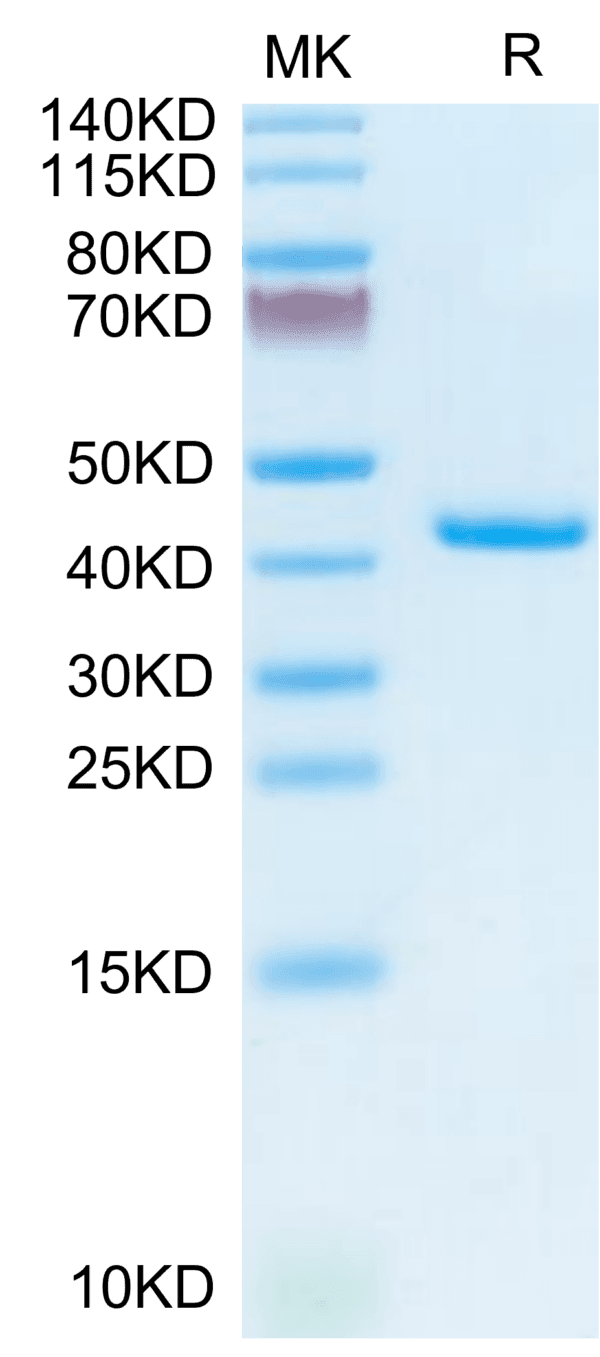 SDS-PAGE gel of Mouse TNFRSF12A/TWEAKR Protein 3794