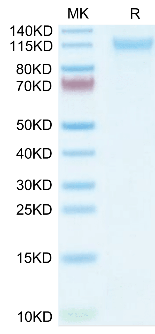 SDS-PAGE gel of Mouse VLDLR Protein 3797