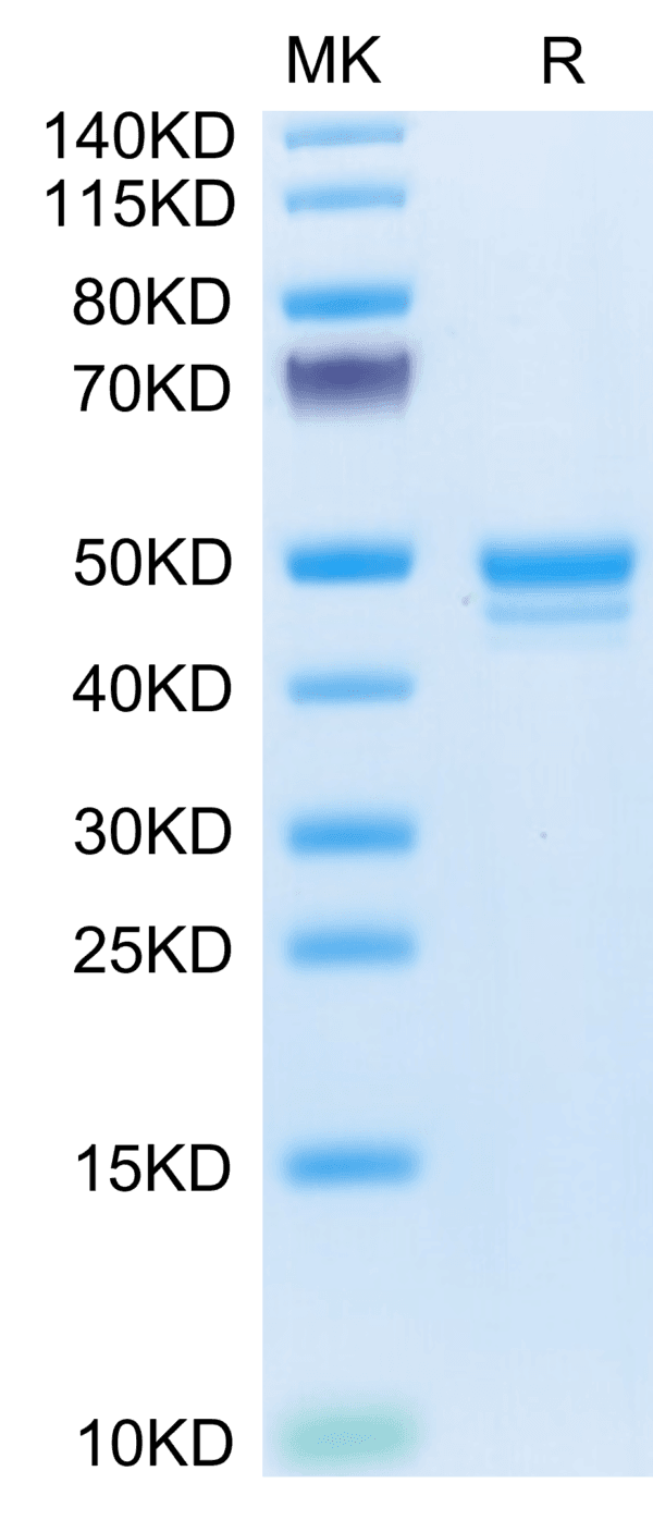 SDS-PAGE gel of Mouse MCEMP1 Protein 3808