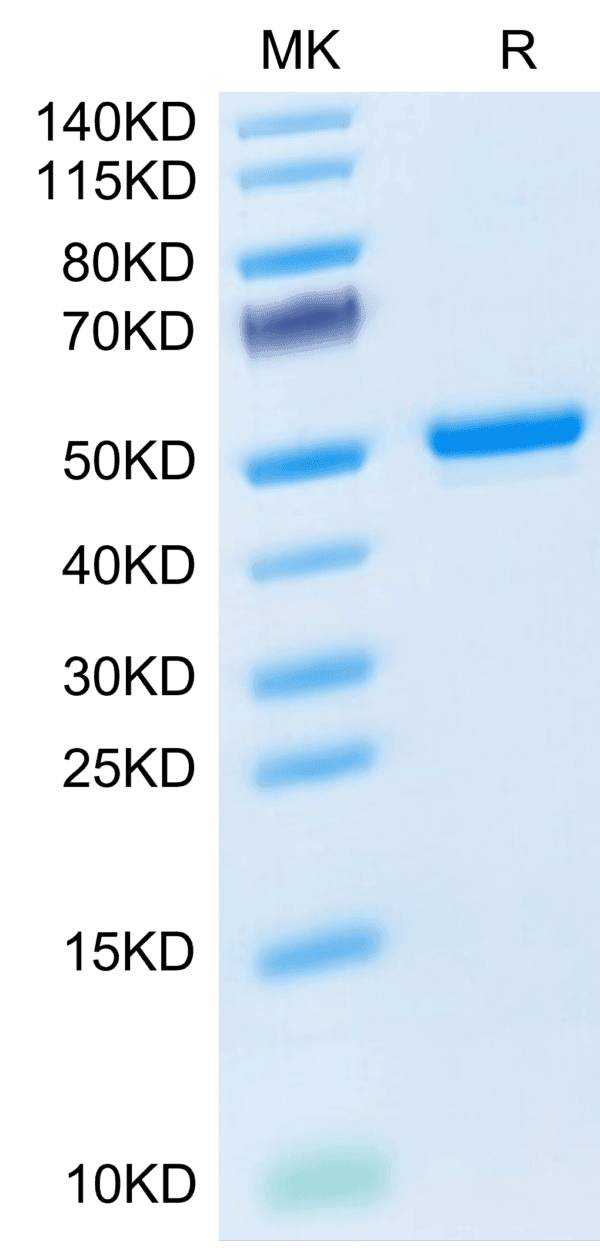 SDS-PAGE gel of Mouse GITR Ligand/TNFSF18 Protein 3811