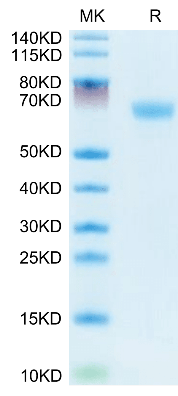 SDS-PAGE gel of Mouse LAMP5 Protein 3819