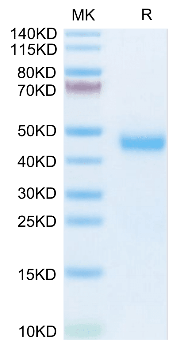 SDS-PAGE gel of Mouse Kallikrein 5/KLK5 Protein 3827