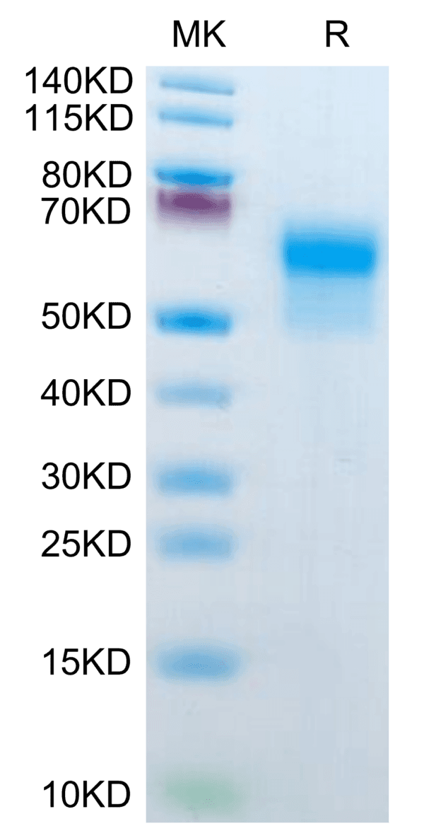 SDS-PAGE gel of Mouse IL-1R2/IL-1 RII/CD121b Protein 3833