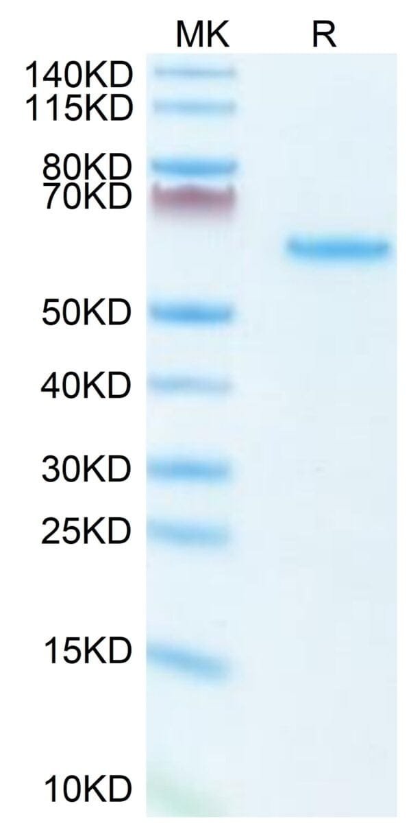 SDS-PAGE gel of Mouse LTBR Protein 3834