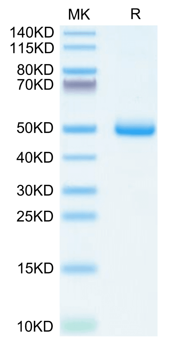 SDS-PAGE gel of Human BAMBI Protein 3836