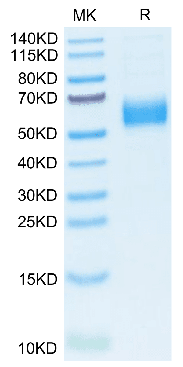 SDS-PAGE gel of Mouse IL-1R1 Protein 3837