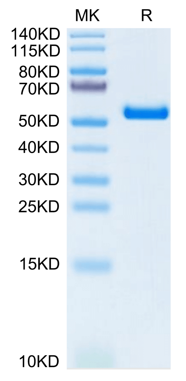 SDS-PAGE gel of Biotinylated Human HLA-A*11:01&B2M&KRAS G12V (VVVGAVGVG 3846