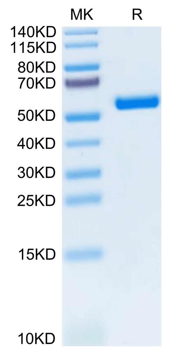 SDS-PAGE gel of Biotinylated Human HLA-A*11:01&B2M&KRAS G12D (VVVGADGVG 3847