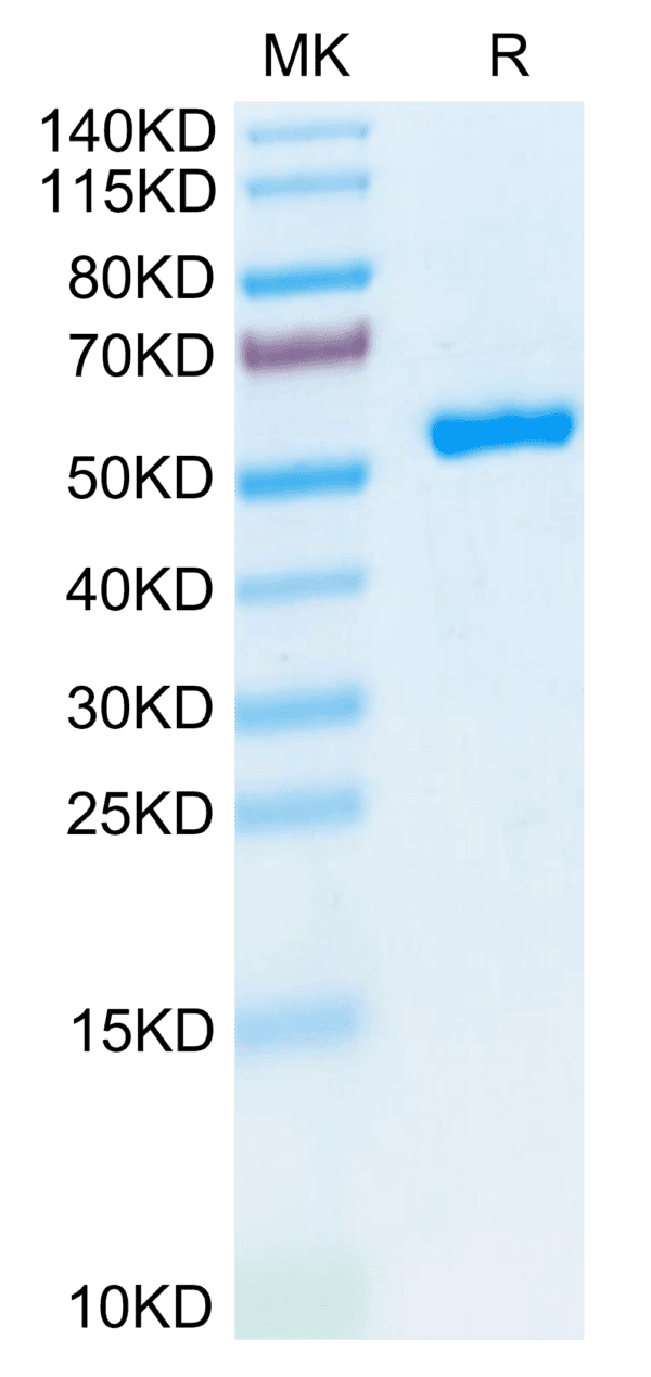 SDS-PAGE gel of Biotinylated Human HLA-A*02:01&B2M&P53 WT (HMTEVVRRC) M 3853