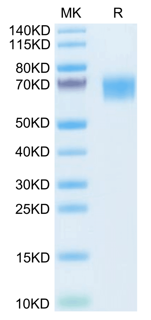 SDS-PAGE gel of Mouse TYRO3 Protein 3854