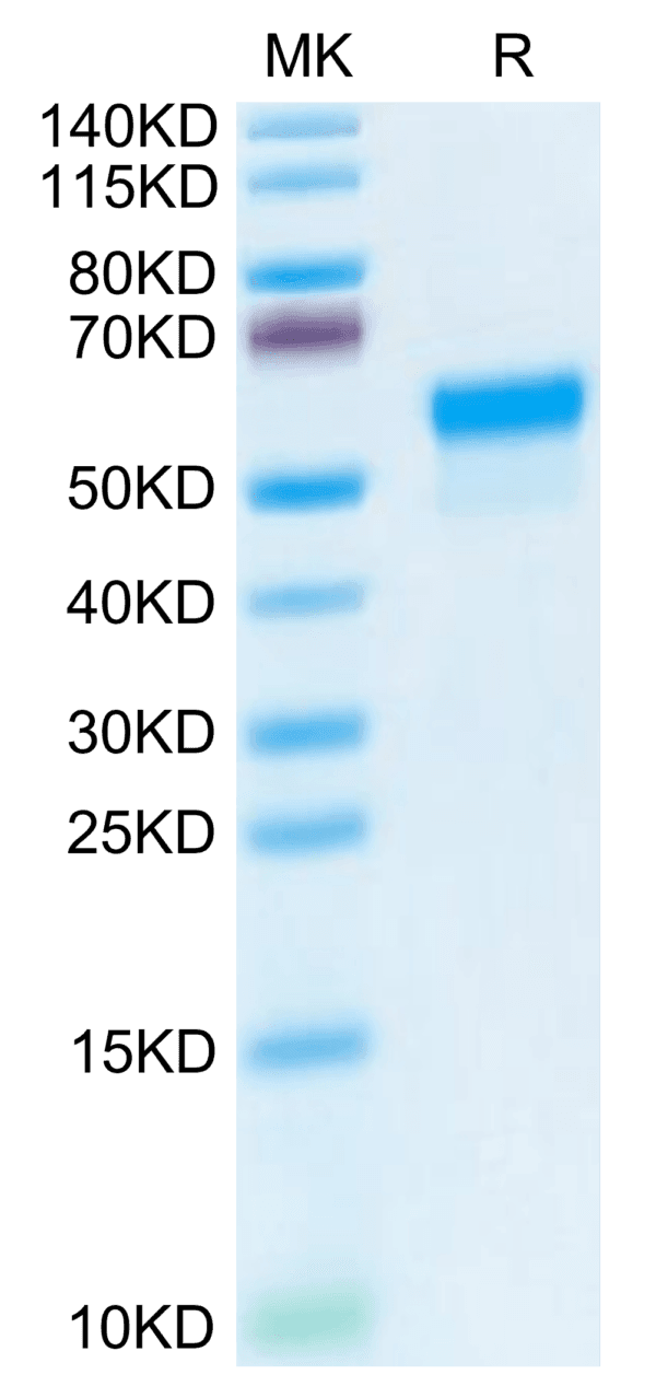 SDS-PAGE gel of Mouse LGMN Protein 3856