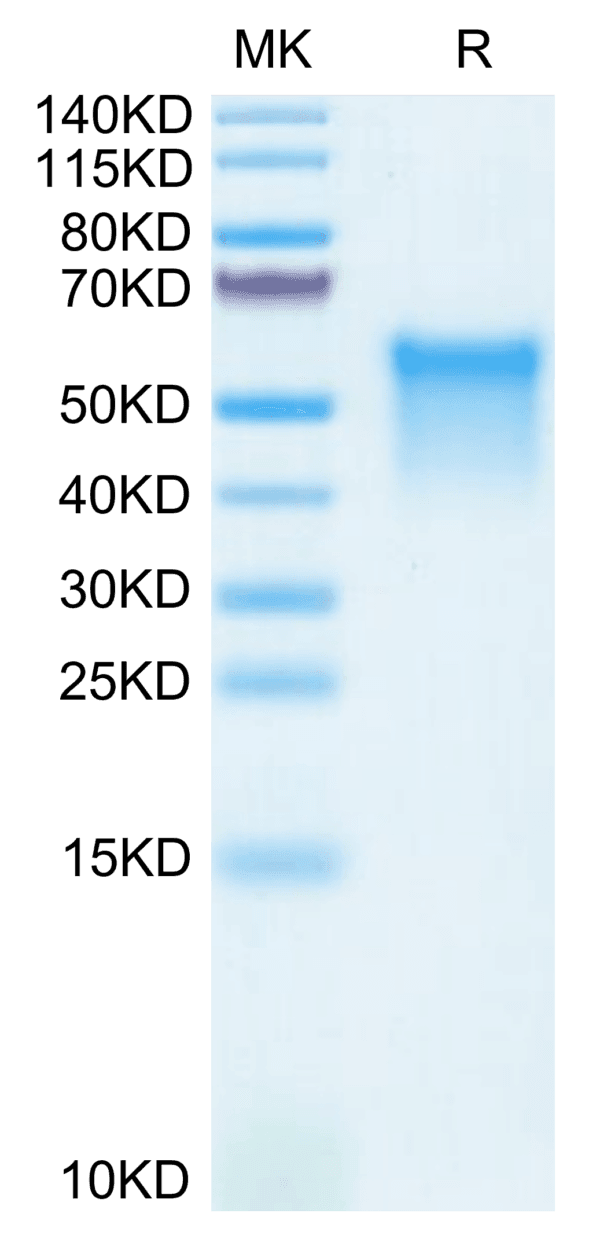 SDS-PAGE gel of Mouse GPVI Protein 3861