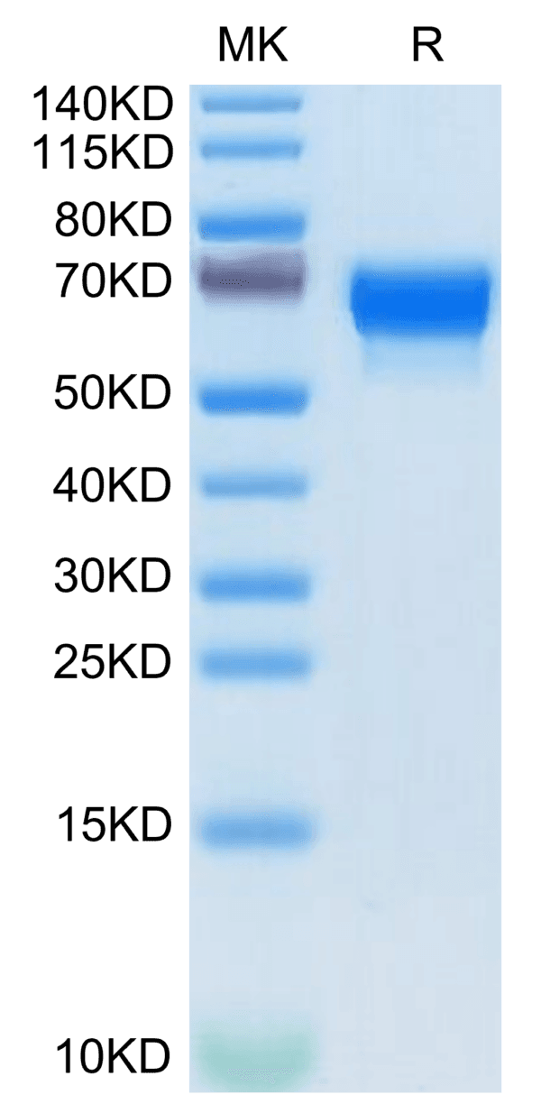 SDS-PAGE gel of Mouse SERPINF2/A2AP Protein 3862