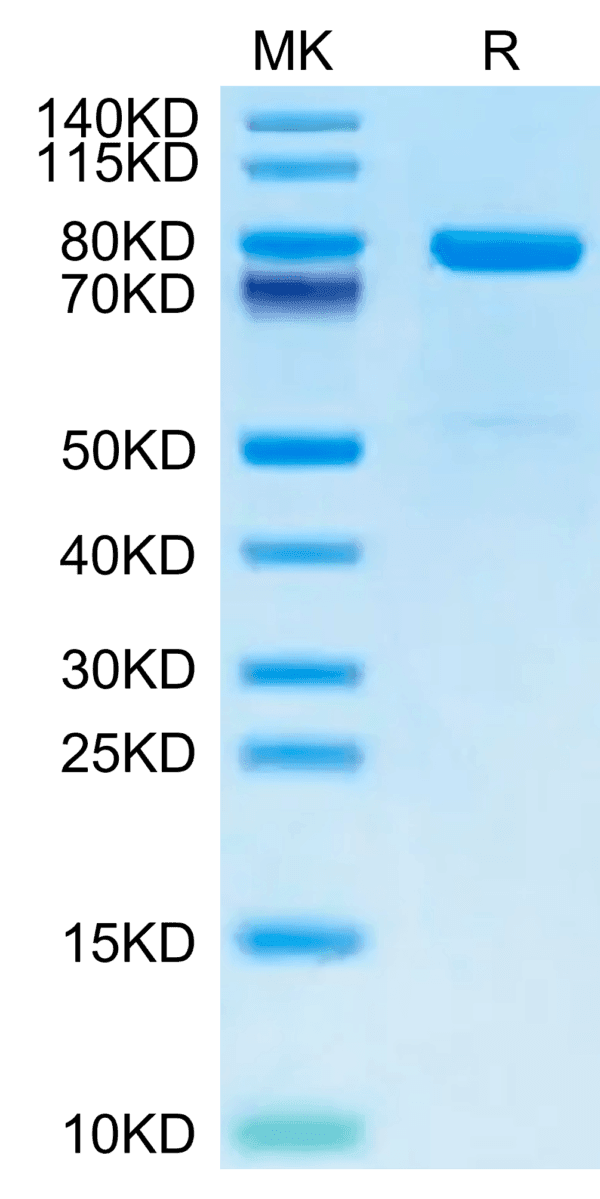 SDS-PAGE gel of Mouse KLKB1 Protein 3872