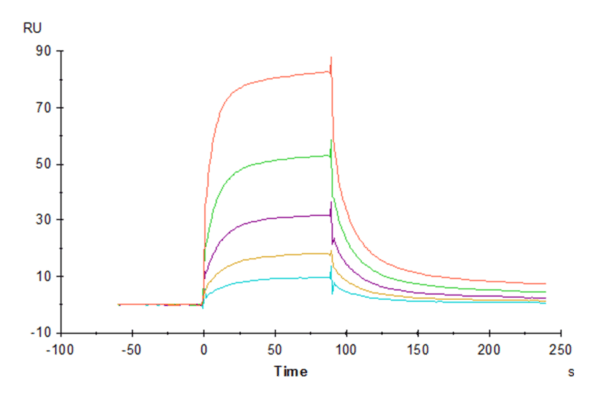 SPR with Rhesus macaque LILRB1/CD85j/ILT2 Protein 3882