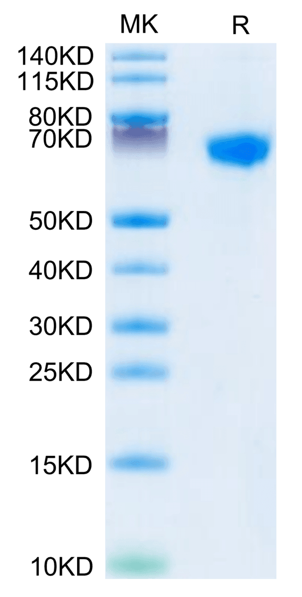 SDS-PAGE gel of Rhesus macaque LILRB1/CD85j/ILT2 Protein 3882